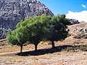 Trees on the trail