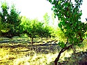 Fruit trees